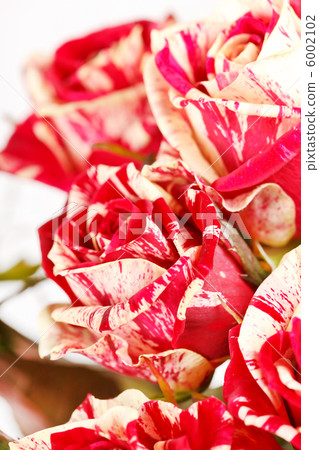 beautiful roses beautiful roses 6002102