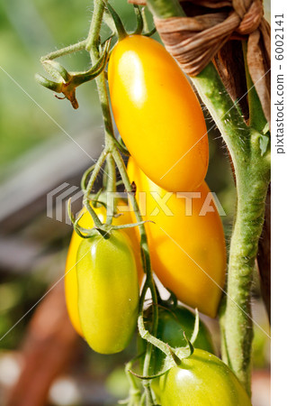 garden tomatoes garden tomatoes 6002141