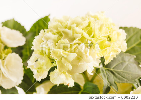 beautiful hydrangea 6002220