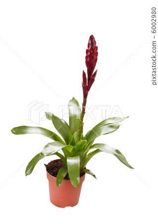 Window plant "vriesea splendens" 6002980