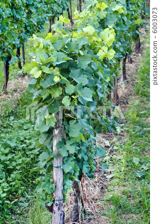 Beautiful Vineyard Landscape Beautiful Vineyard Landscape 6003073