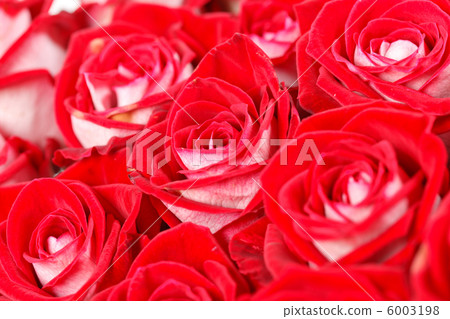 red roses red roses 6003198