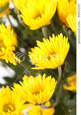 Chrysanthemum Flowers Chrysanthemum Flowers 6003201