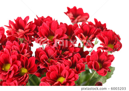 Chrysanthemum Flowers Chrysanthemum Flowers 6003203