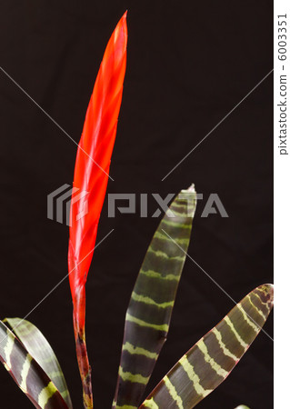 Window plant "vriesea splendens" 6003351
