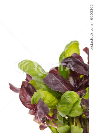 fresh basil fresh basil 6003363