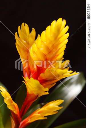 Window plant "vriesea splendens" Window plant "vriesea splendens" 6003864