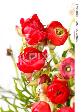red Ranunculus 6003871