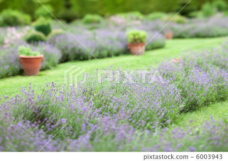 lavender field lavender field 6003943