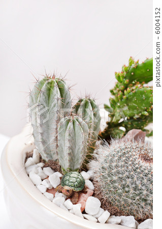 cactus flowers 6004152