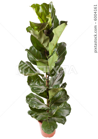 plant in the pot 6004161