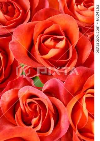 beautiful roses beautiful roses 6004162