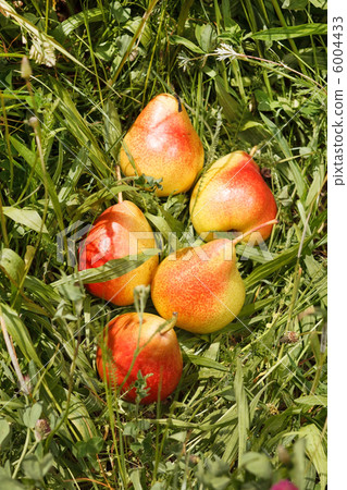 fresh pears fresh pears 6004433