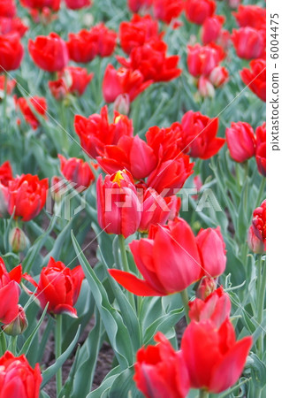 beautiful tulips 6004475