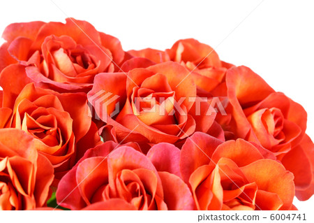 beautiful roses beautiful roses 6004741