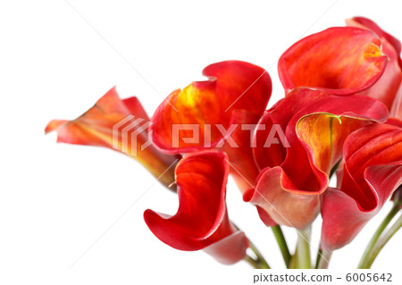 beautiful flowers beautiful flowers 6005642