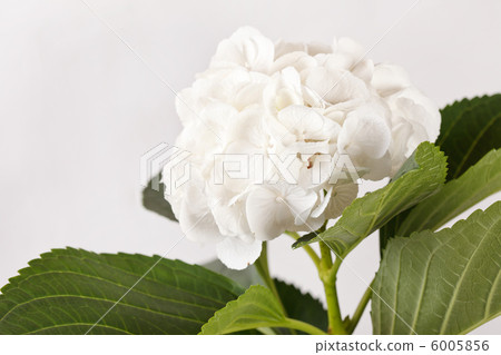 White hydrangea White hydrangea 6005856
