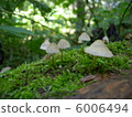 蘑菇 6006494