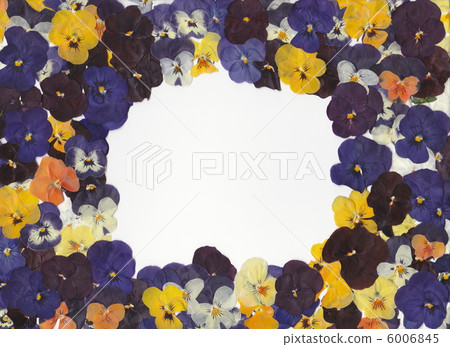 壓力花中提琴消息 6006845