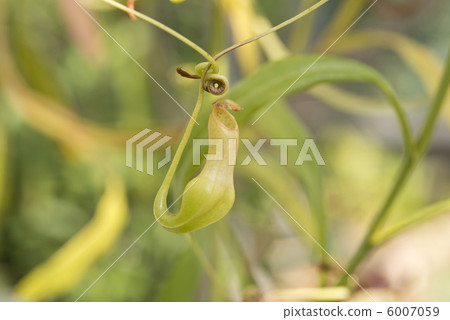 Ugubon Kuzura 6007059