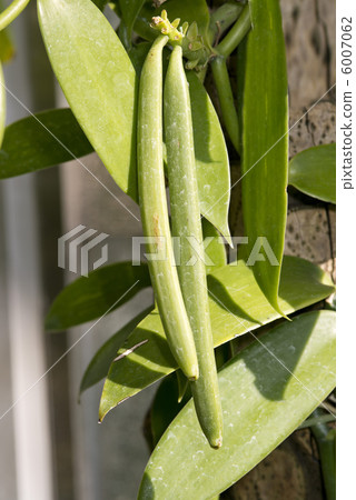 香草豆 香草豆 6007062