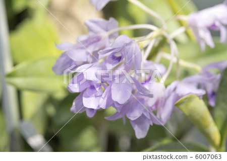 香草 香草 6007063