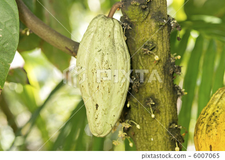 可可 可可 6007065