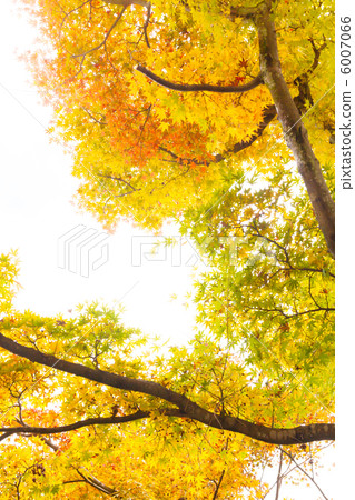 Momiji五顏六色著色 Momiji五顏六色著色 6007066