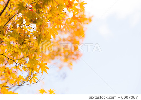斯諾伊天空和葉子黃色葉子背景材料 6007067
