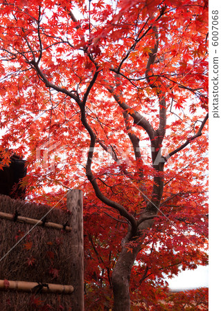 變成紅色的Momiji背景材料以紅色離開 6007068