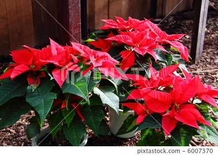 Poinsettia 6007370