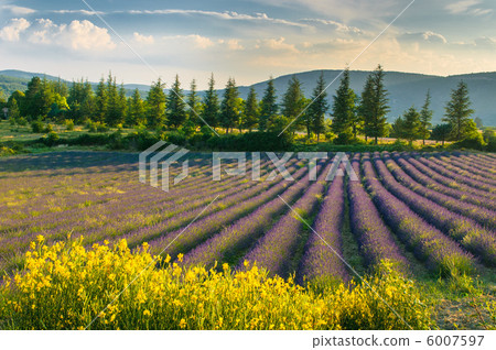Lavender field, Provence, France 6007597