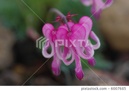 "Queen of alpine plant" Cumkusa "Queen of alpine plant" Cumkusa 6007685