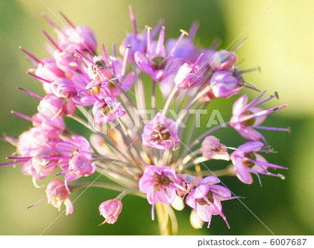 Yam Rakyo (flowers) Yam Rakyo (flowers) 6007687