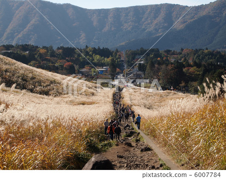 芒草 芒草 6007784