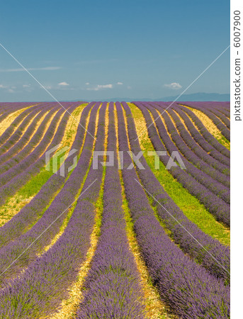 Lavender field, Provence, France 6007900