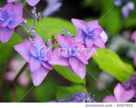 Hydrangea (northern hydrangea temple) 6007983