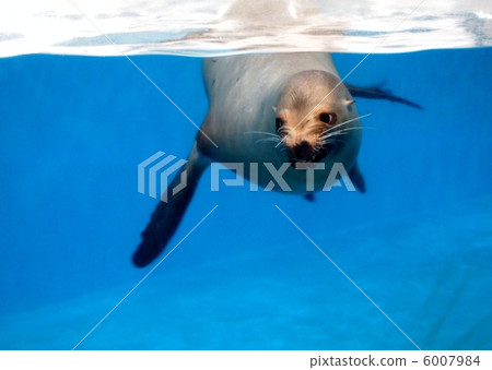 California sea lion 6007984