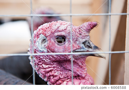 turkey turkey 6008588