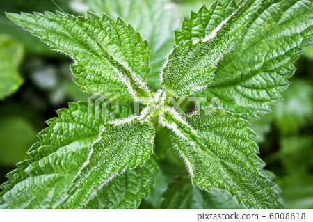 stinging nettle stinging nettle 6008618