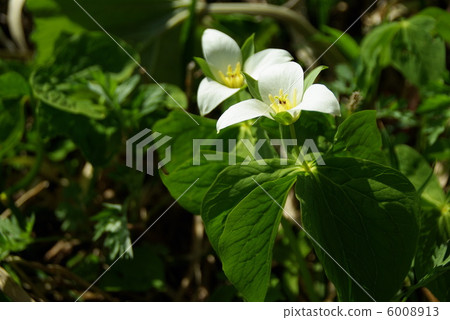 Enroso from the Noppori primitive forest 6008913