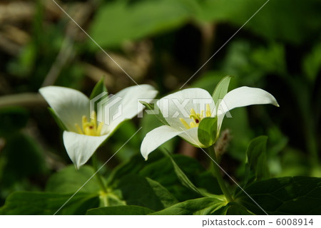 Enroso from the Noppori primitive forest 6008914