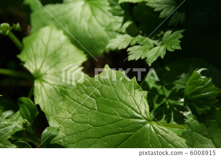 Nooba Shomuma of Nopporo Primitive Forest Nooba Shomuma of Nopporo Primitive Forest 6008915