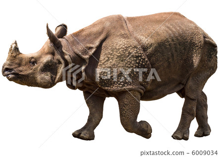 走印度戒指（白色背景） 6009034