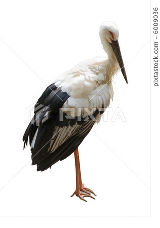 Sodegro crane (white background) 6009036