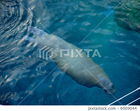 Swimming walruses 6009044