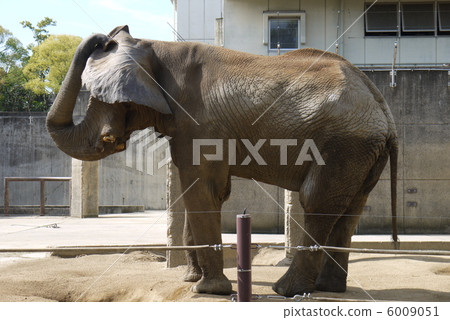 African elephant hide his face with ears 6009051