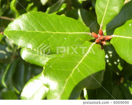 Buds of Ubaegashi becoming Bincho charcoal 6009090
