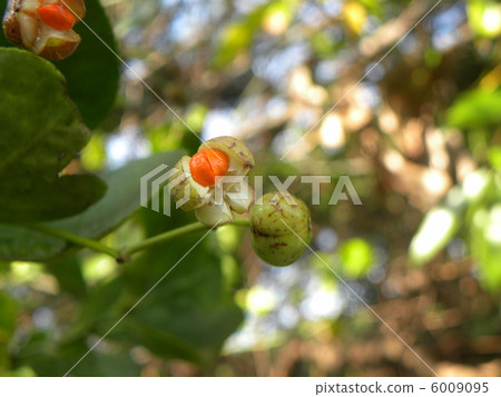 水果分裂和Masaki的橘紅色種皮奠定了面貌 6009095