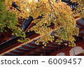 Takeshi Shrine Hall and autumn leaves 6009457